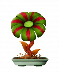 Watermelon flower (B)