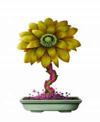 Sun Flower (A)